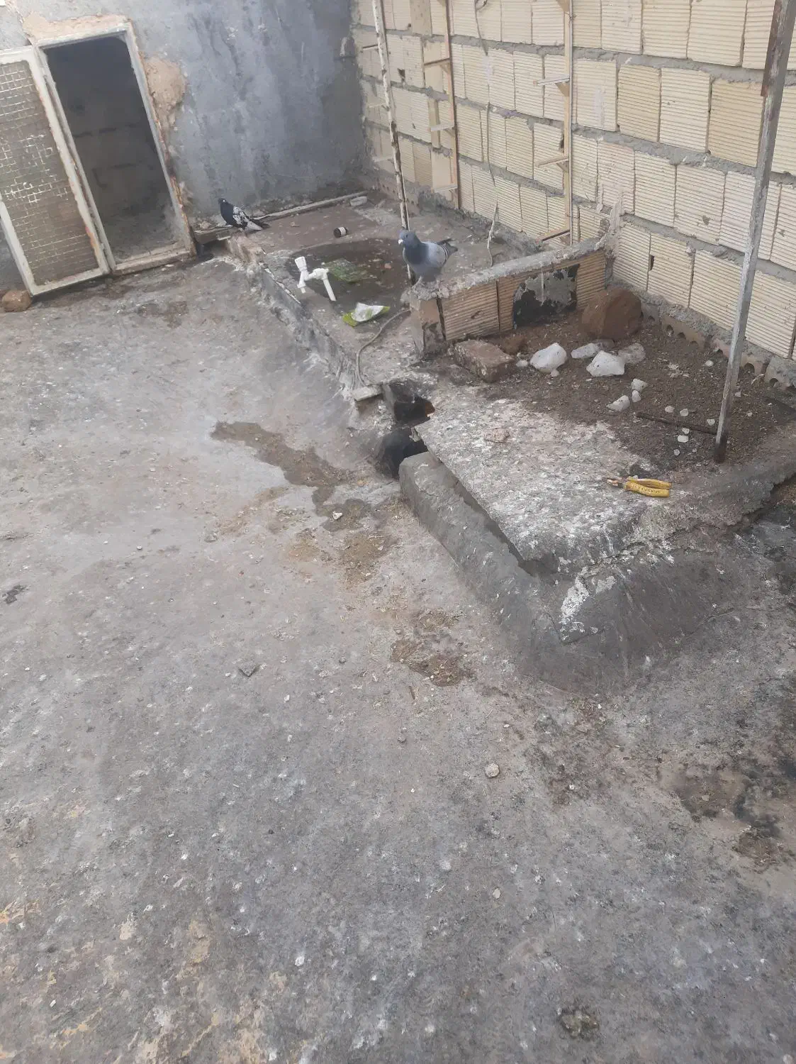 سبز پلاکی مسافتی کفتر|پرنده|قوچان, |دیوار