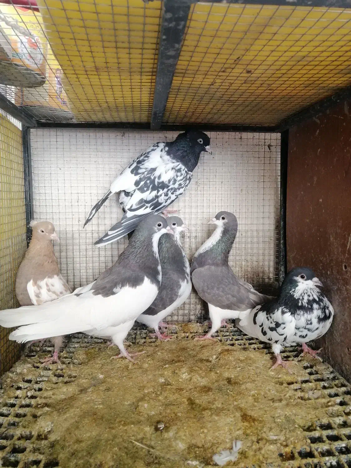 کفتر یا کبوتر|پرنده|شیراز, شهرک جماران|دیوار