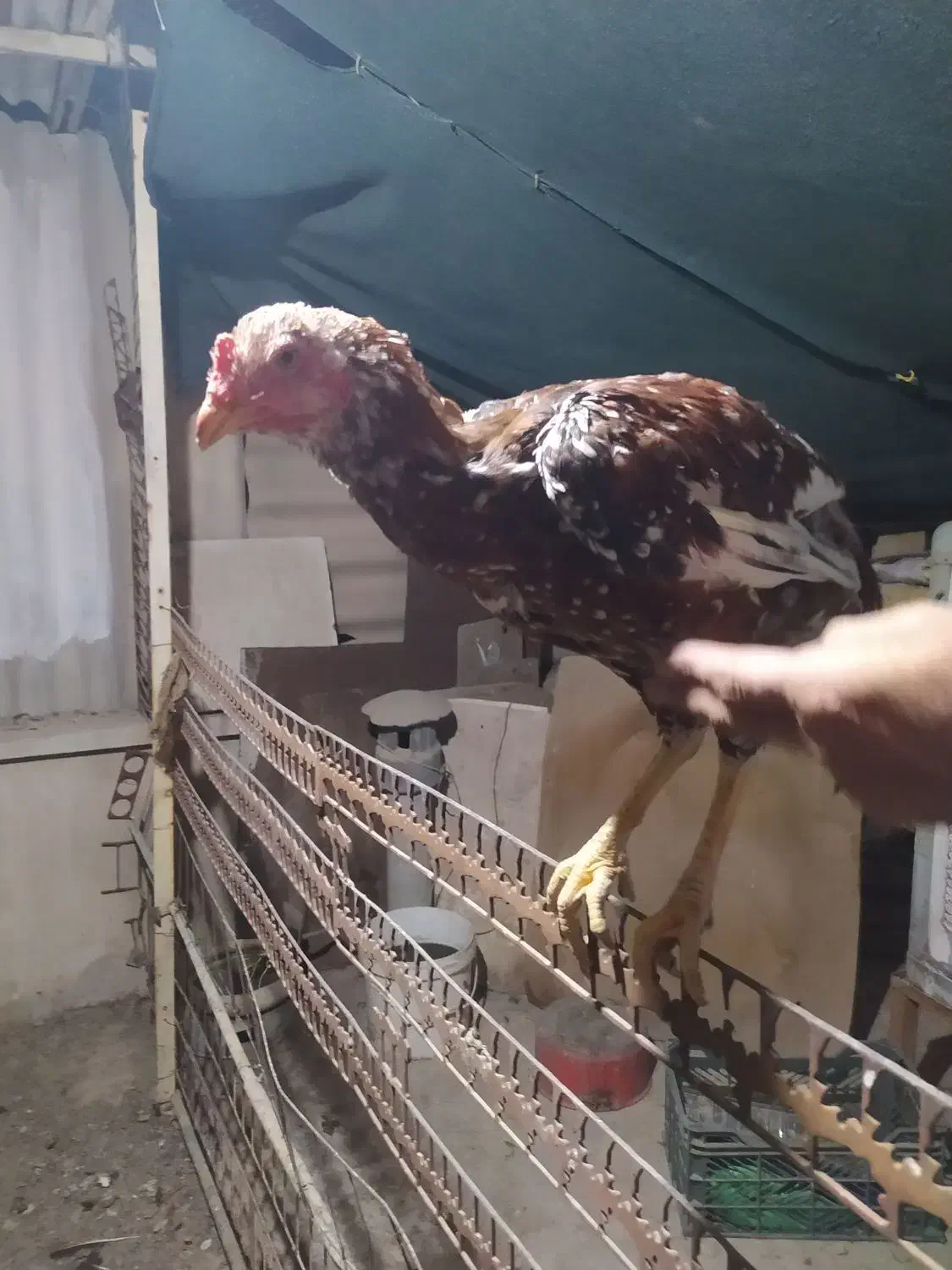 خروس لاری|حیوانات مزرعه|اصفهان, خرم|دیوار