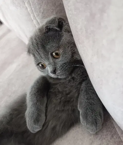 اسکاتیش|گربه|نیشابور, شهرک ولیعصر|دیوار