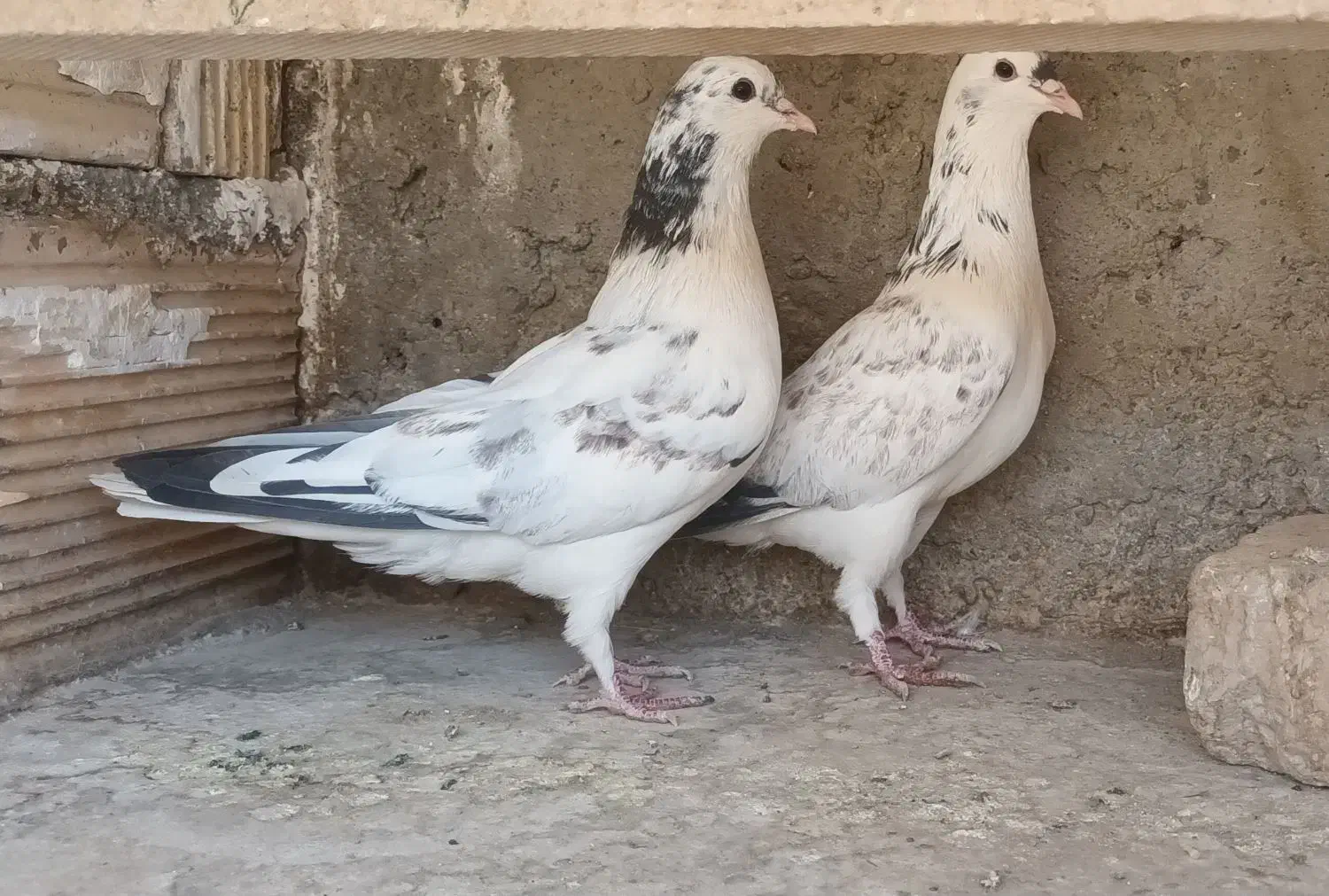 دمگیر دوبحر ۶ دنگ شیویدی|پرنده|اصفهان, ارداجی|دیوار