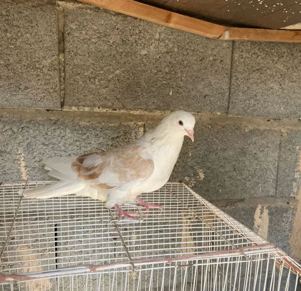 کبوتریرانی|پرنده|میناب, |دیوار