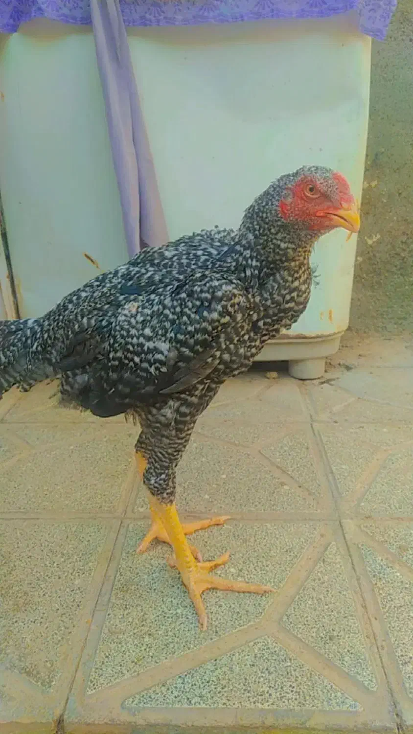 خروس لاری شیش ماهه خار زن|کلکسیون سکه، تمبر، اسکناس|مشهد, شهید احمدی روشن|دیوار