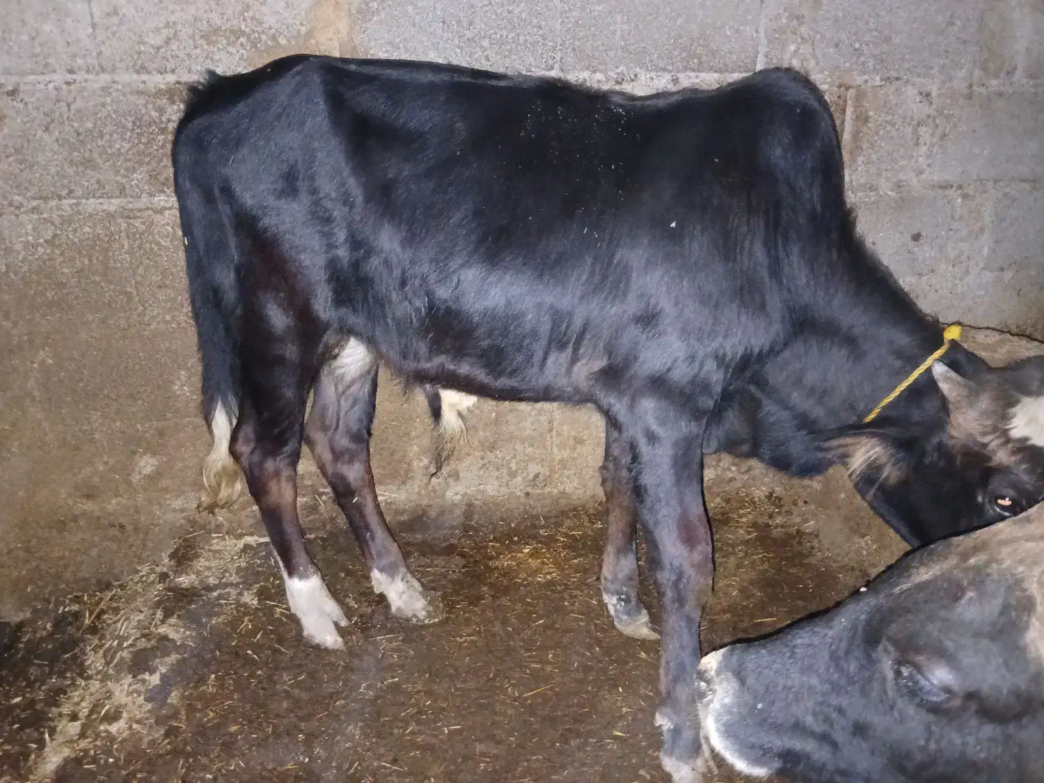 ورزا کوله گاو شکمدار|حیوانات مزرعه|رشت, حومه رشت|دیوار