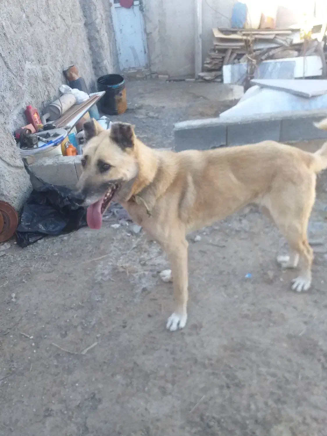 واگذاری سگ نر سرابی یکساله گله|سگ|تبریز, |دیوار