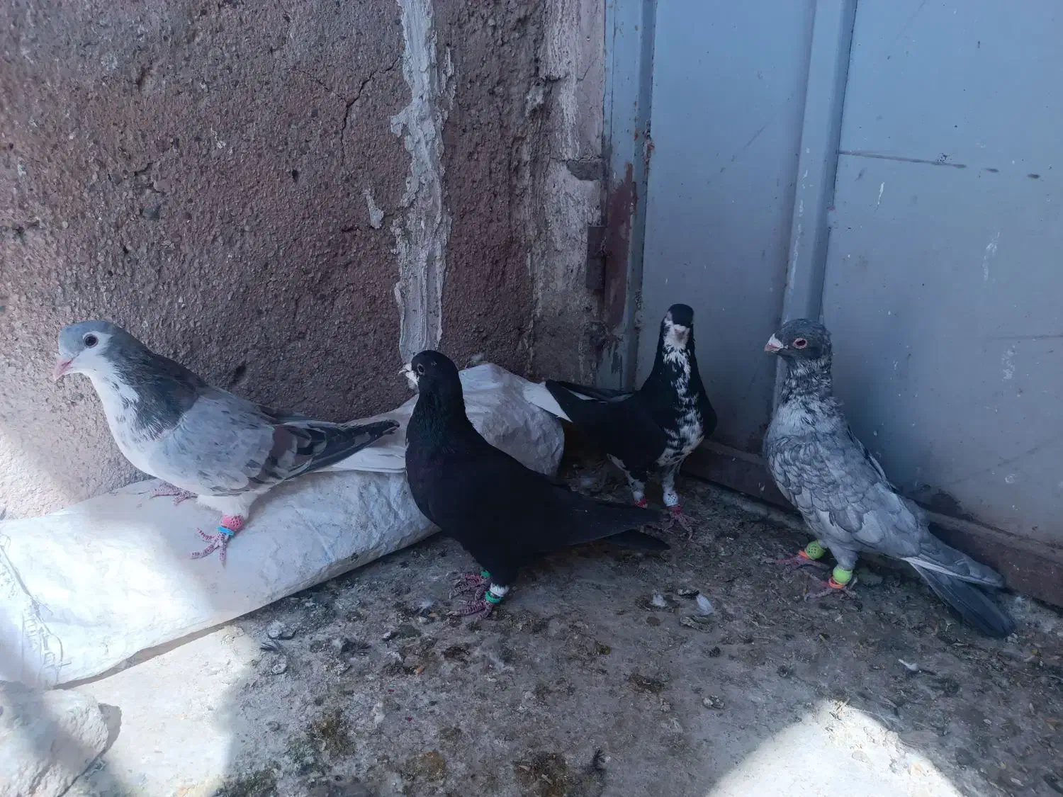 کبوتر شهری ونقره ای نر|پرنده|مرودشت, مختارآباد|دیوار