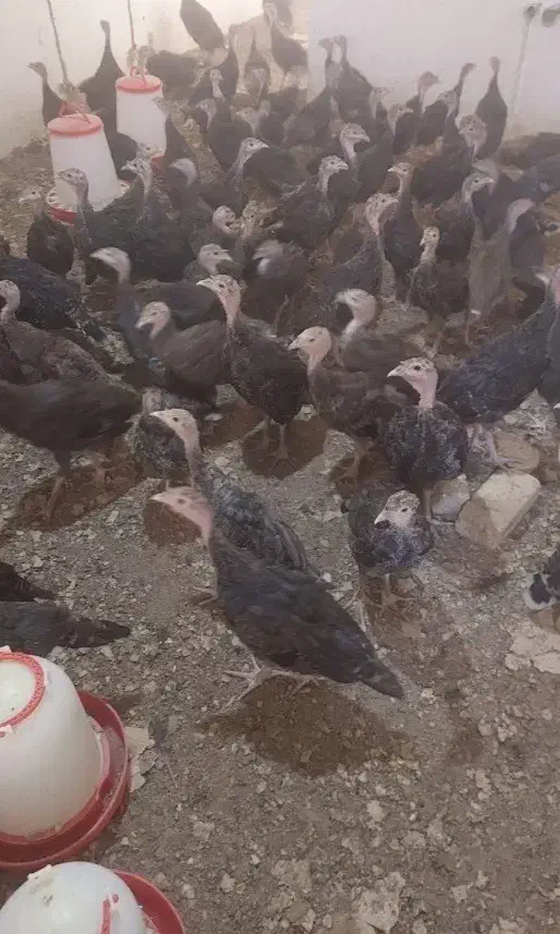 جوجه بوقلمون|حیوانات مزرعه|شیراز, لاله|دیوار