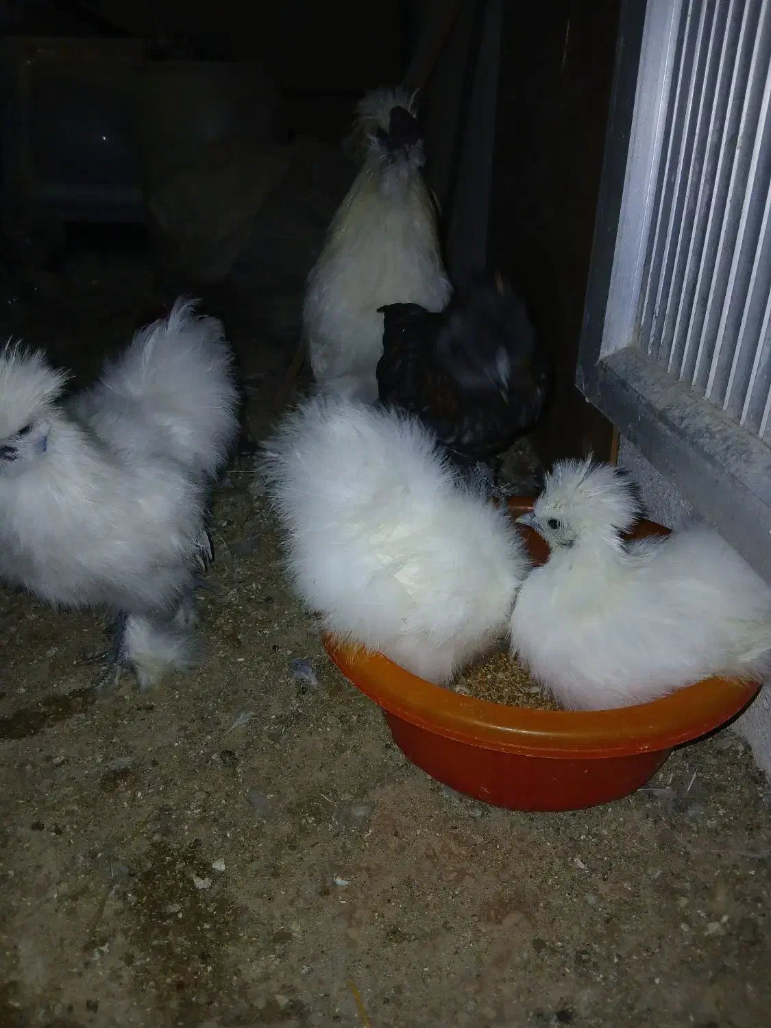 مرغ و خروس ابریشمی و جوجه ابریشمی|حیوانات مزرعه|تبریز, |دیوار