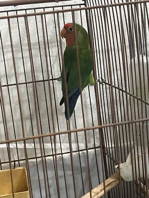 طوطی برزیلی|پرنده|محمدشهر, همایون ویلا|دیوار