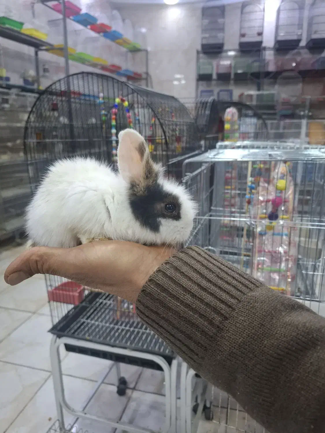 فروش بچه خرگوش|موش و خرگوش|شهریار, شهریار|دیوار