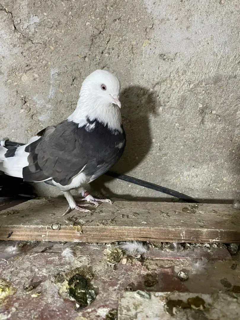 کبوتر گرهن|پرنده|قشم, |دیوار