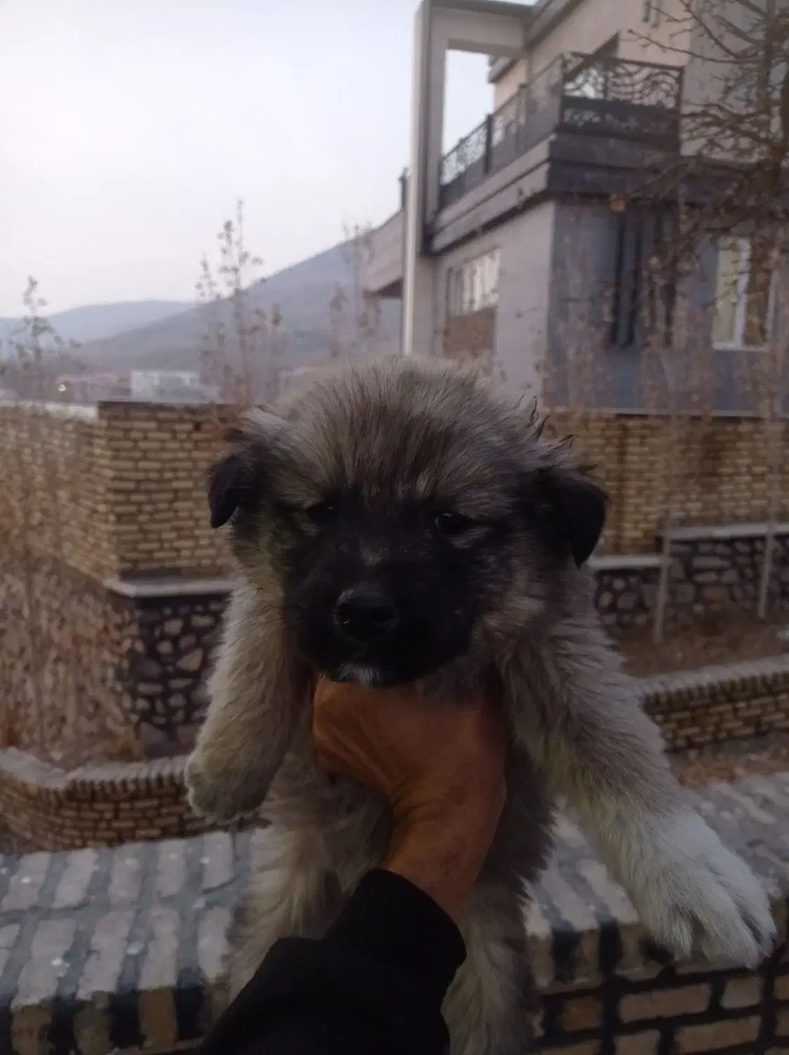 سرابی|سگ|کوهسار (البرز), |دیوار