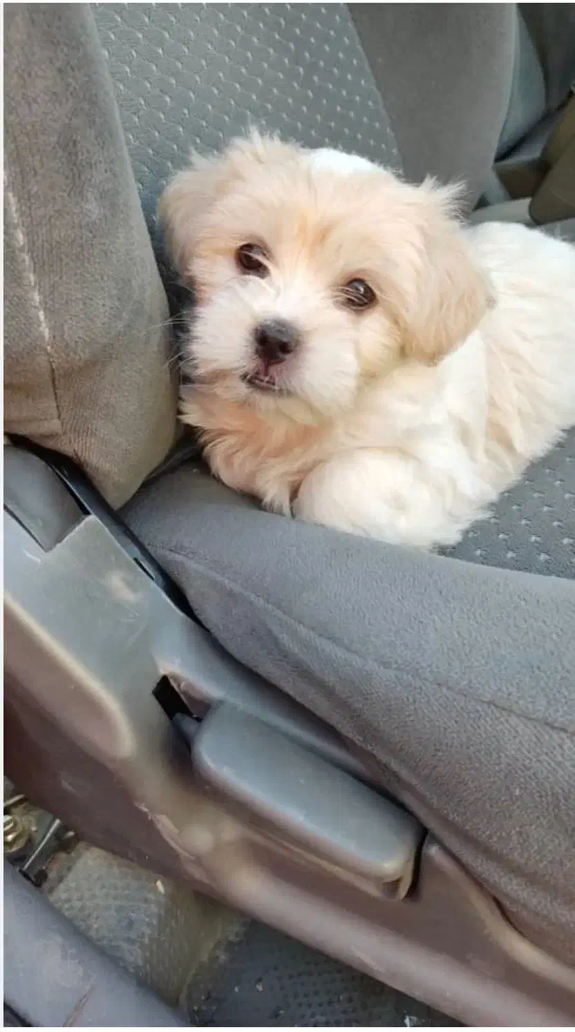 سگ مالتیز ۲ماهه|سگ|اصفهان, شهرک کاوه|دیوار