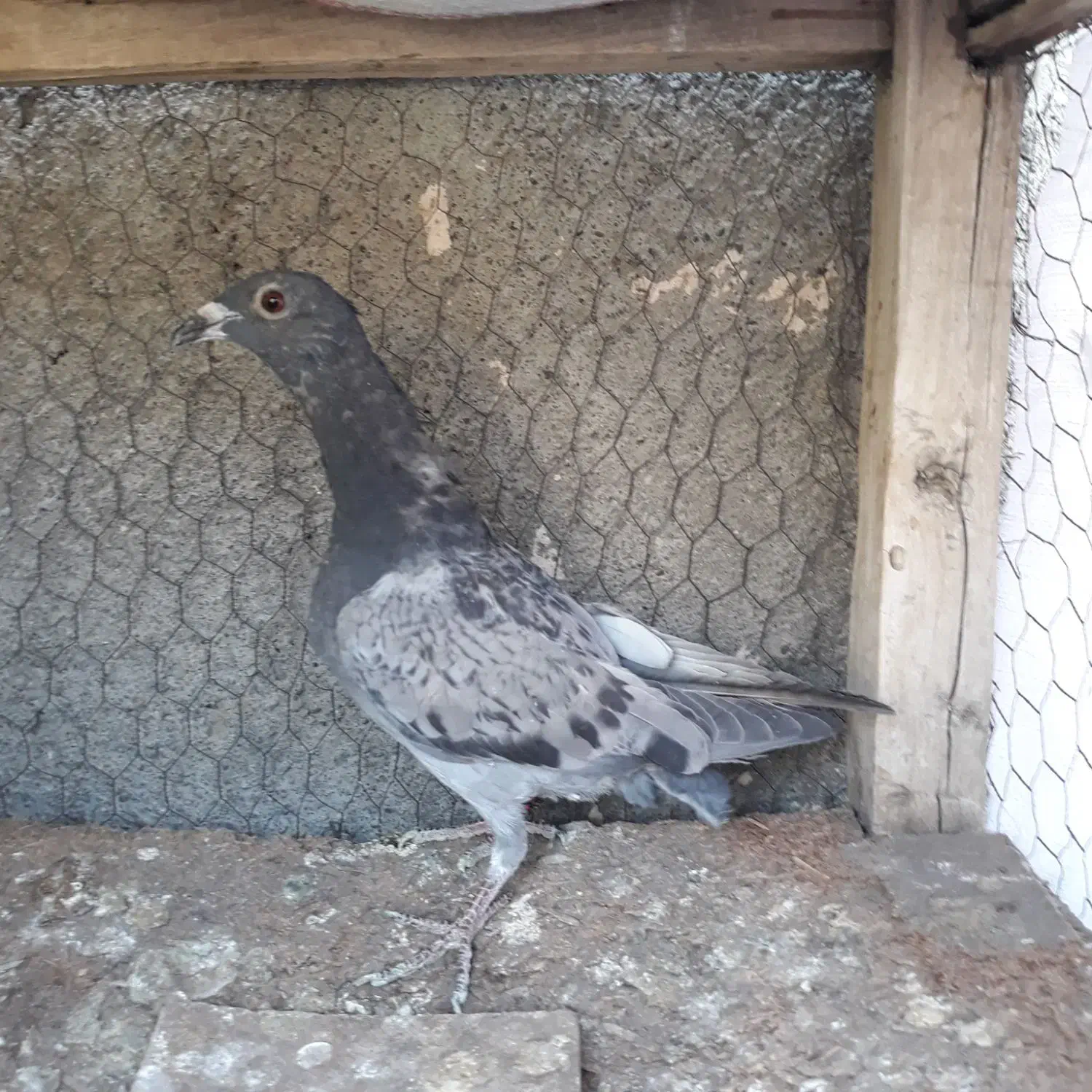 کبوتر جوجه سبز پولکی آلمانی ۲ پره|پرنده|مشهد, موسوی قوچانی|دیوار