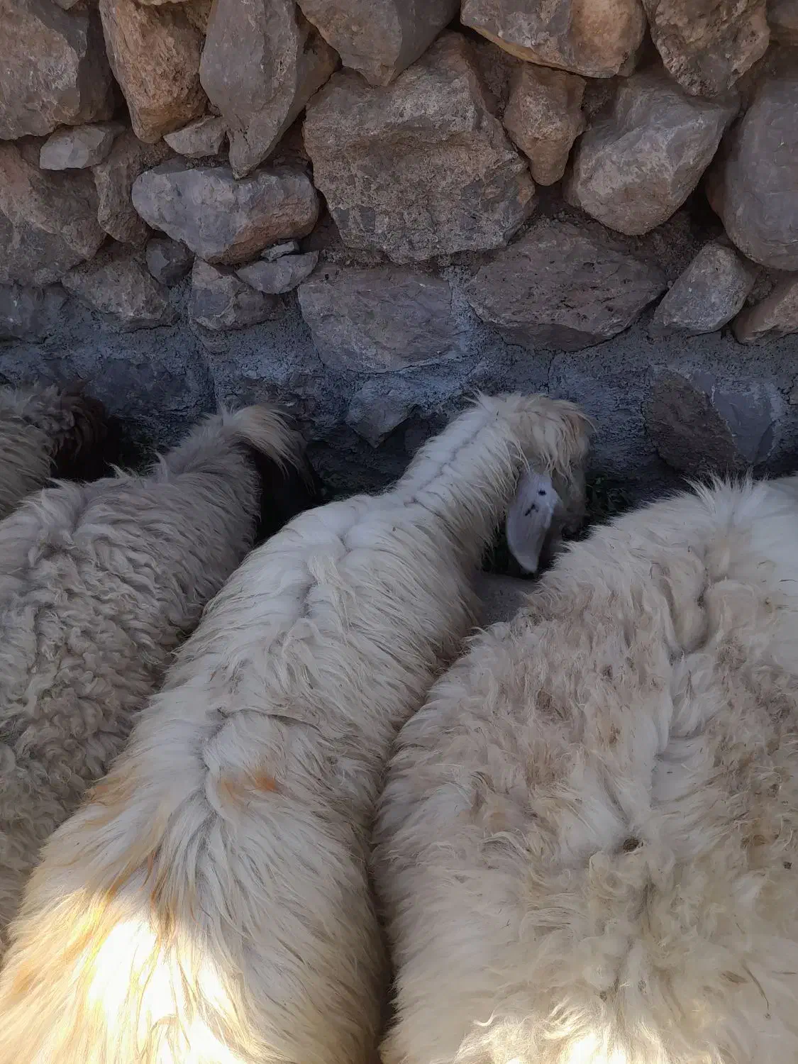 تعدادی گوسفند|حیوانات|ایذه, |دیوار