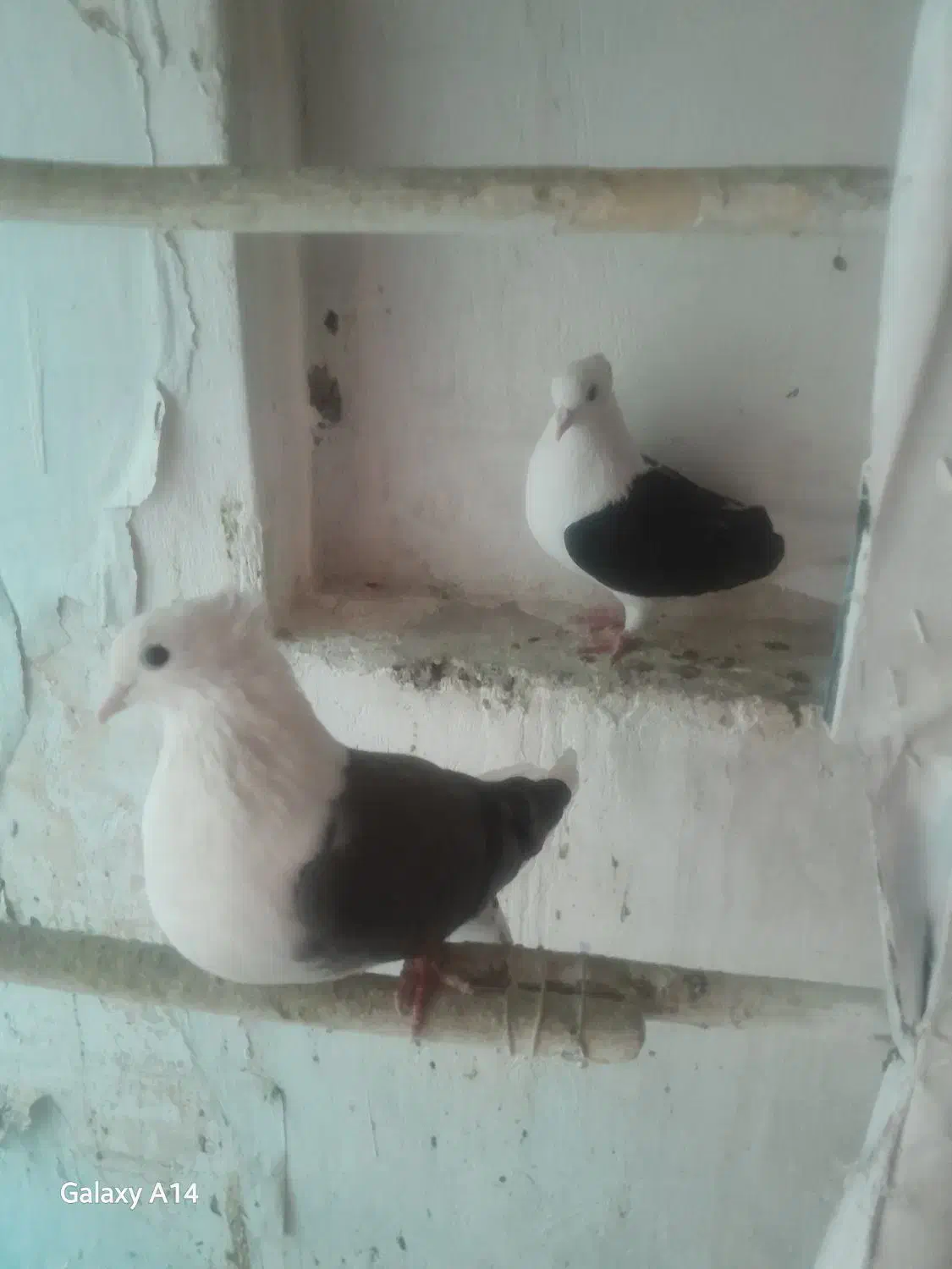 دوعد ماده پشتدار سیاه و سبز|پرنده|تهران, جوادیه تهرانپارس|دیوار