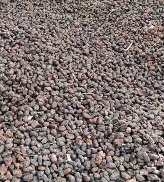 خریدار (پون) ضایعات خرما|خدمات پیشه و مهارت|سیب و سوران, |دیوار