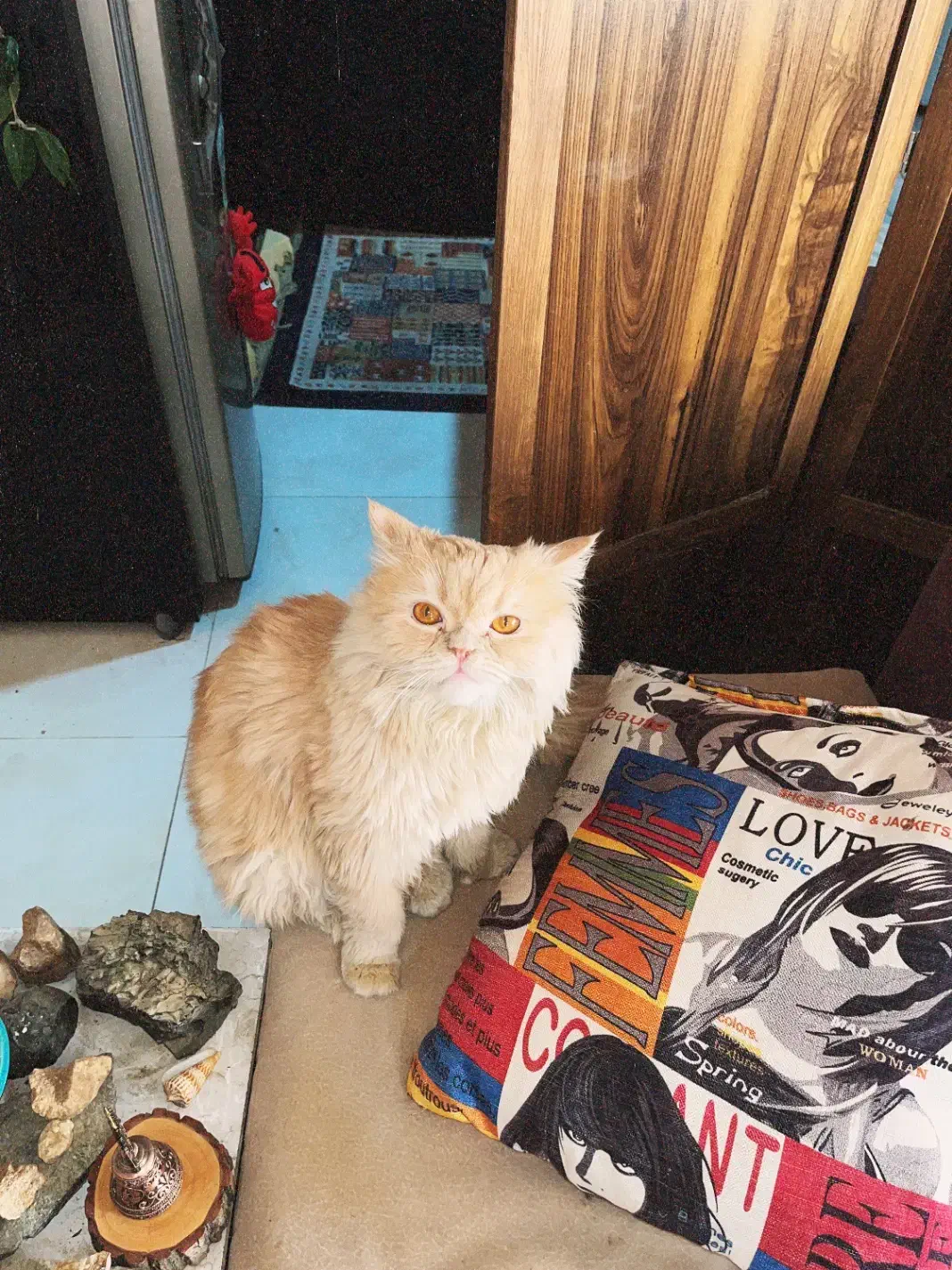 گربه گمشده|گربه|شاهینشهر, گزبرخوار|دیوار