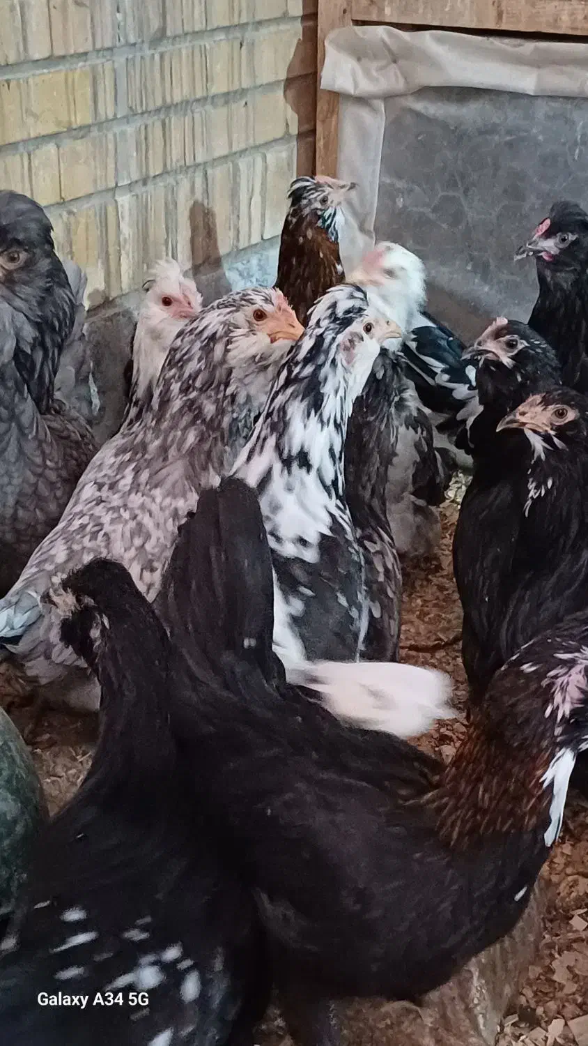 تخم مرغ گلین نطفه دار|حیوانات مزرعه|نجف‌آباد, مزرعه طالب|دیوار