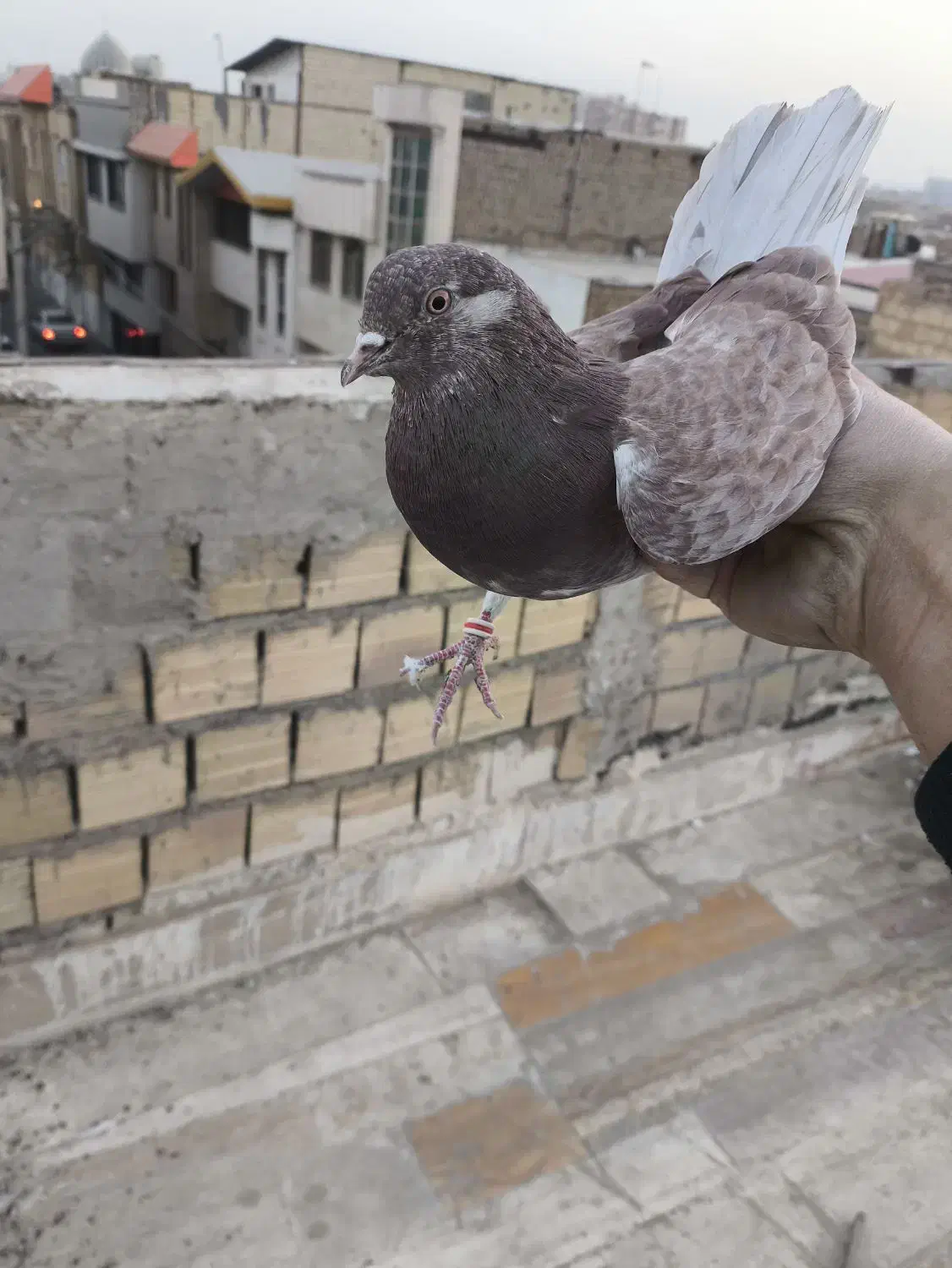 کفتر پتی|پرنده|قم, نیروگاه|دیوار