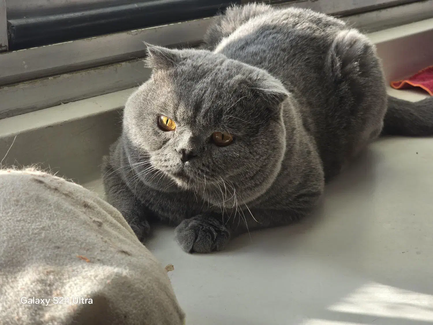 بریتیش نر|گربه|تهران, شهر زیبا|دیوار