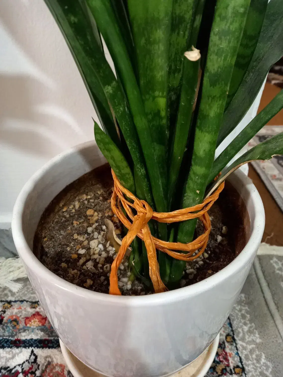 گل با گلدون|گل و گیاه طبیعی|پاکدشت, پاکدشت (مامازند)|دیوار