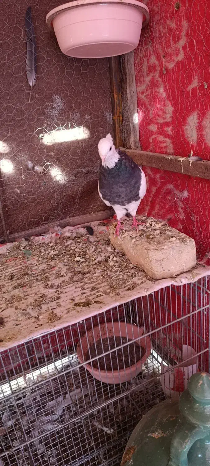 ماده فولادی|پرنده|بیستون, |دیوار