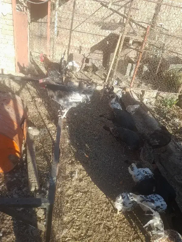 مرغ وخروس|حیوانات مزرعه|صوغان, |دیوار