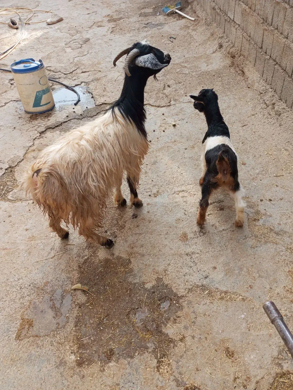 بز آبستن و بز بزغاله و گوسفنده آبستن و کاور ماده|حیوانات مزرعه|سارال, |دیوار