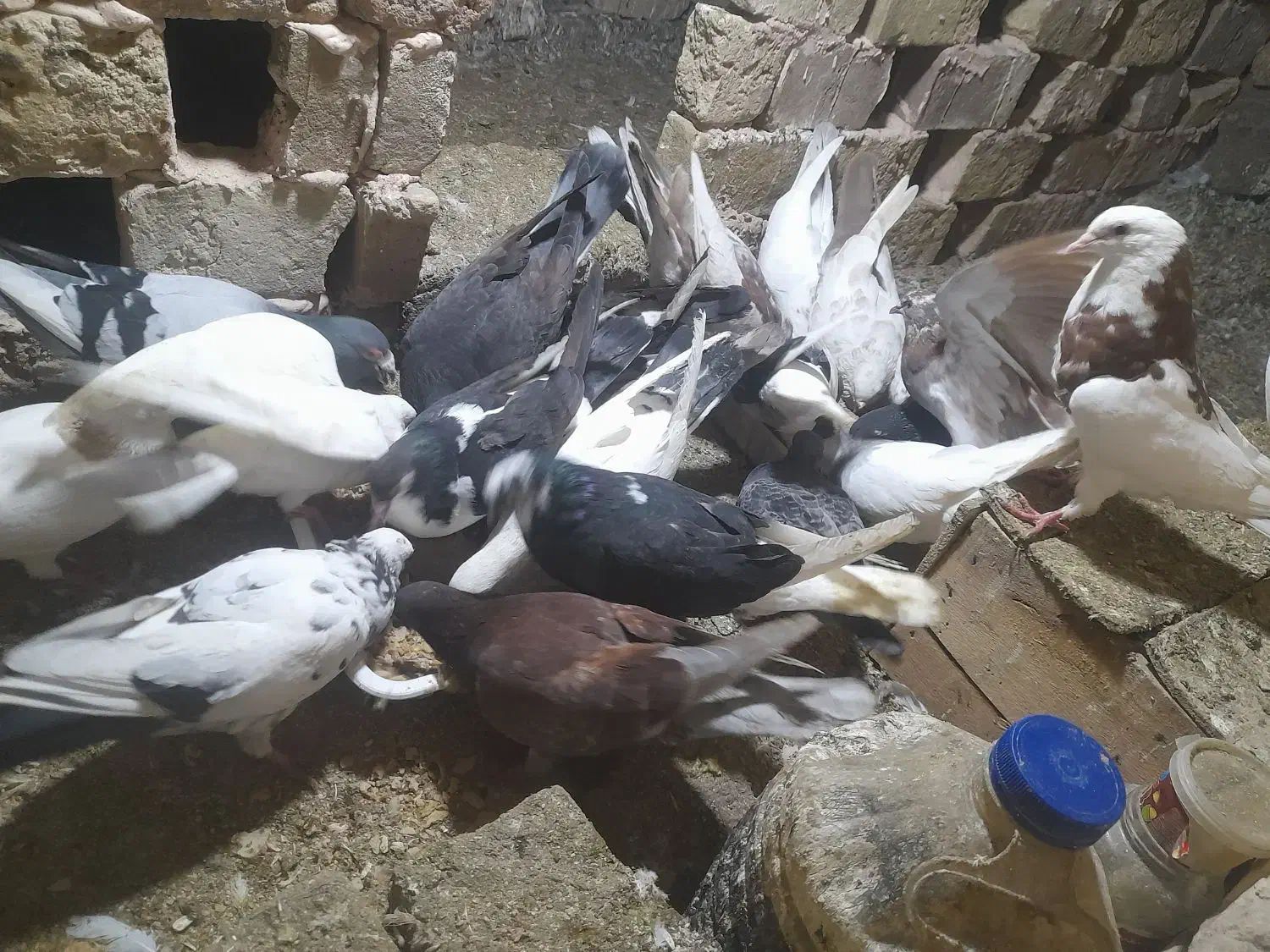 کبوتر|پرنده|سبزوار, طبرسی (جعفرآباد)|دیوار