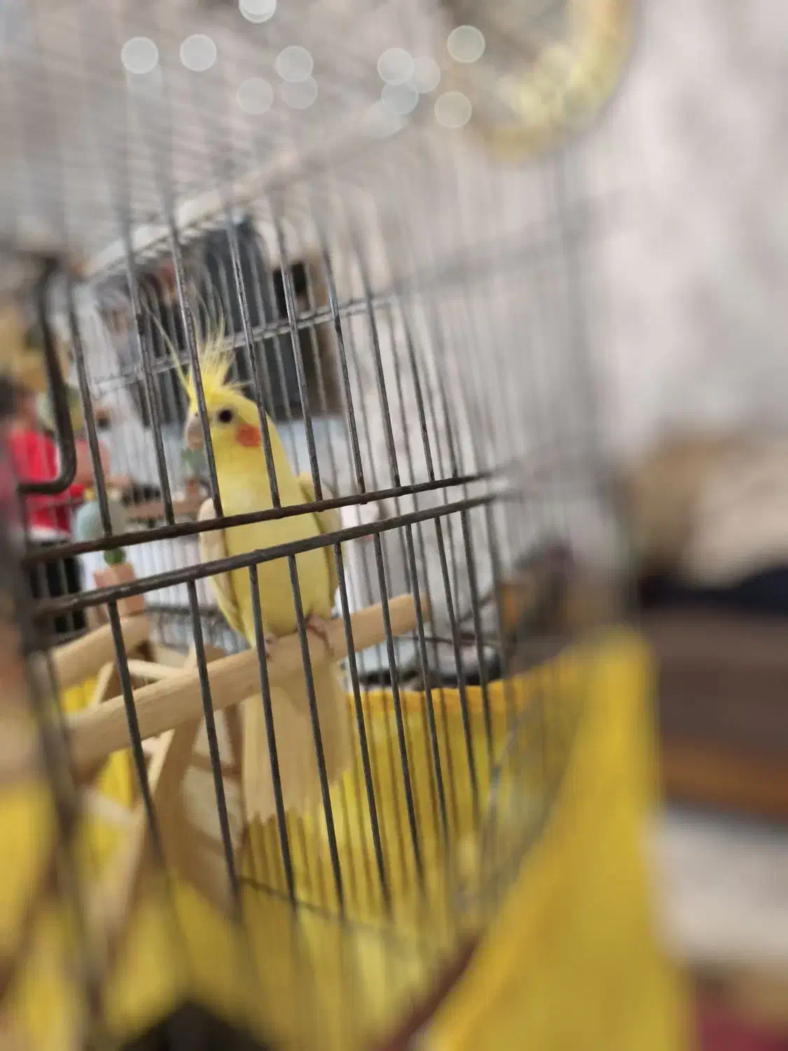 عروس هلندی نر 3 ساله معاوظه با سیامون نربالغ|پرنده|گرمسار, |دیوار