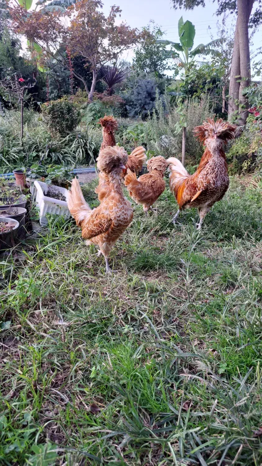 فروش پولندطلایی|حیوانات مزرعه|رامسر, |دیوار