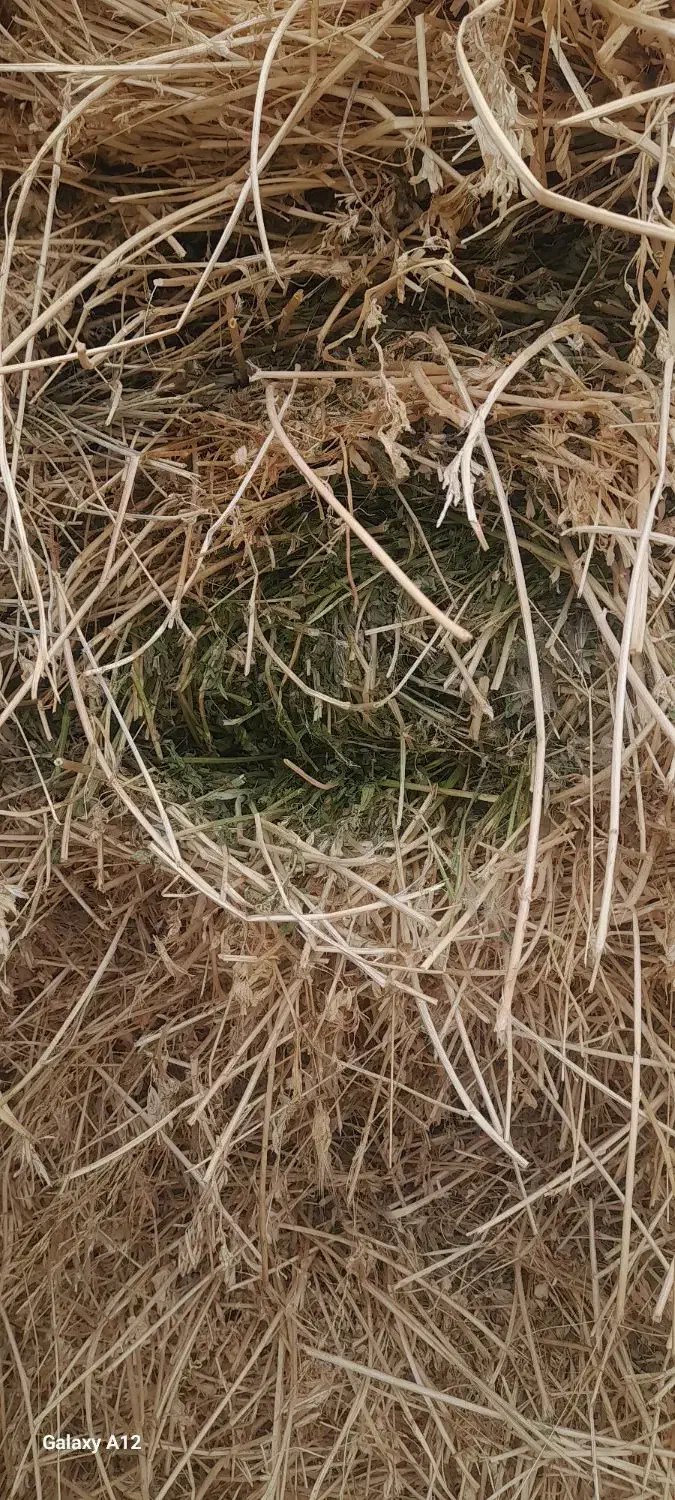 یونجه|لوازم جانبی حیوانات|ماکو, |دیوار