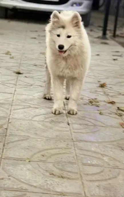 سگ سامویید|سگ|مبارکه, |دیوار