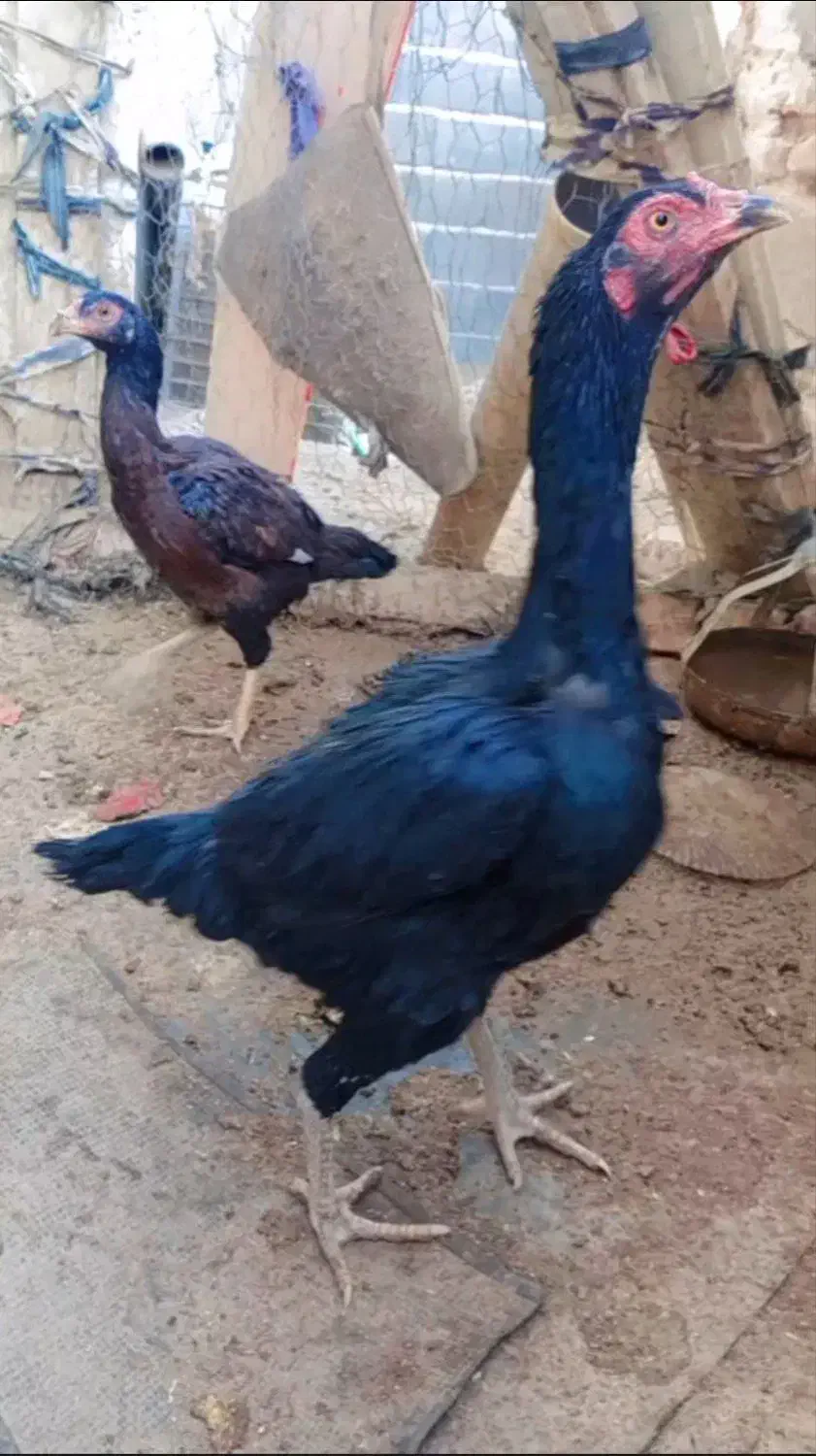 مرغ|حیوانات مزرعه|خاش, |دیوار