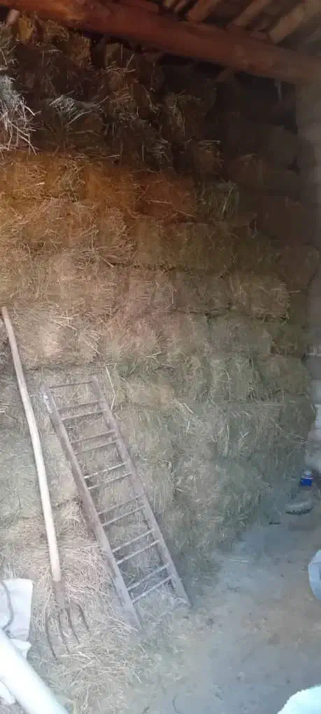 یونجه|حیوانات مزرعه|میانه, |دیوار