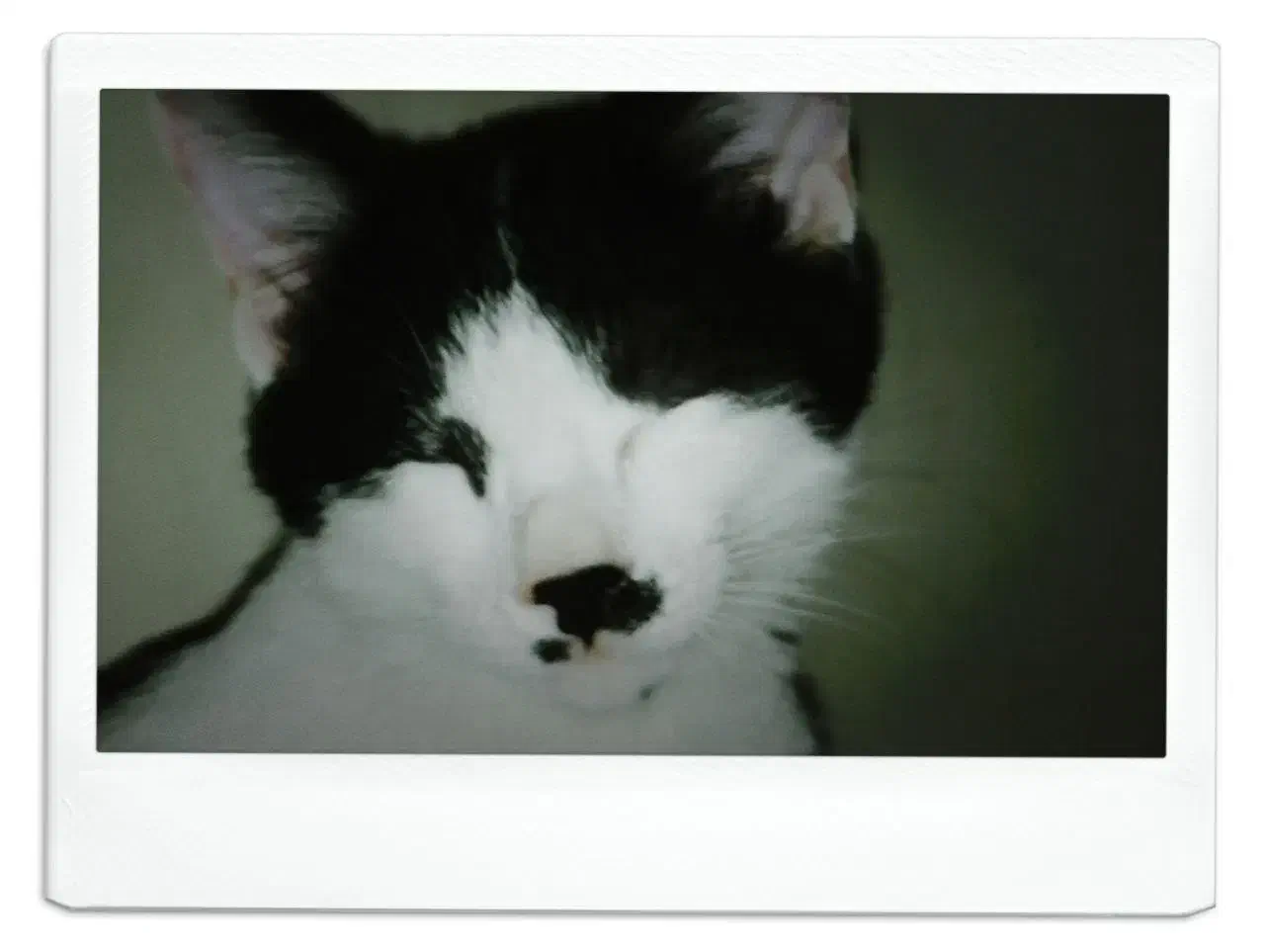 واگذاری گربه فوری پوارو|گربه|مشکیندشت, |دیوار