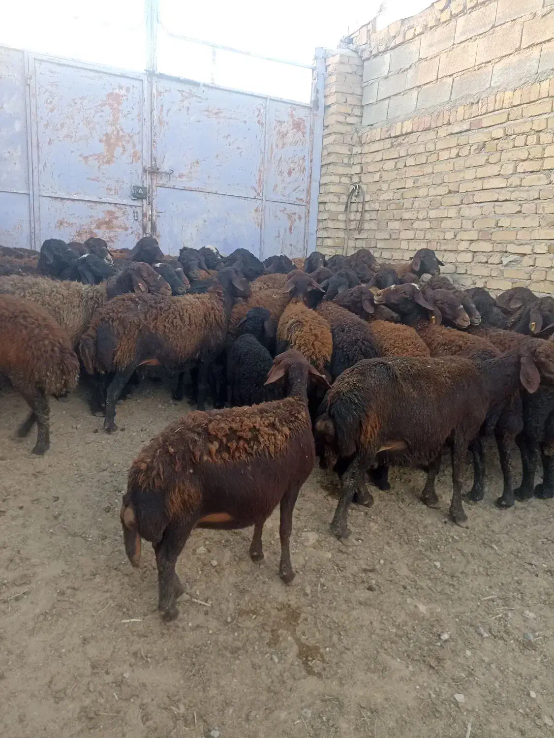 گاو میش قزل افشار|حیوانات مزرعه|سجاس رود, |دیوار