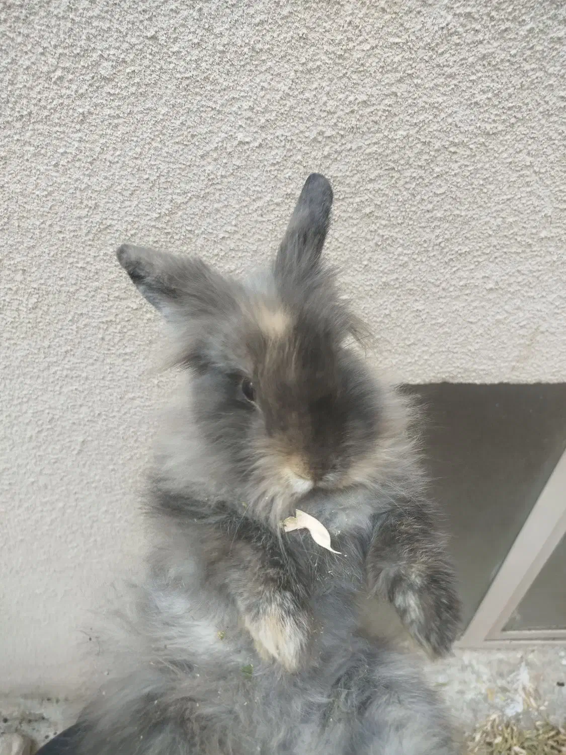 خرگوش|موش و خرگوش|زنجان, |دیوار