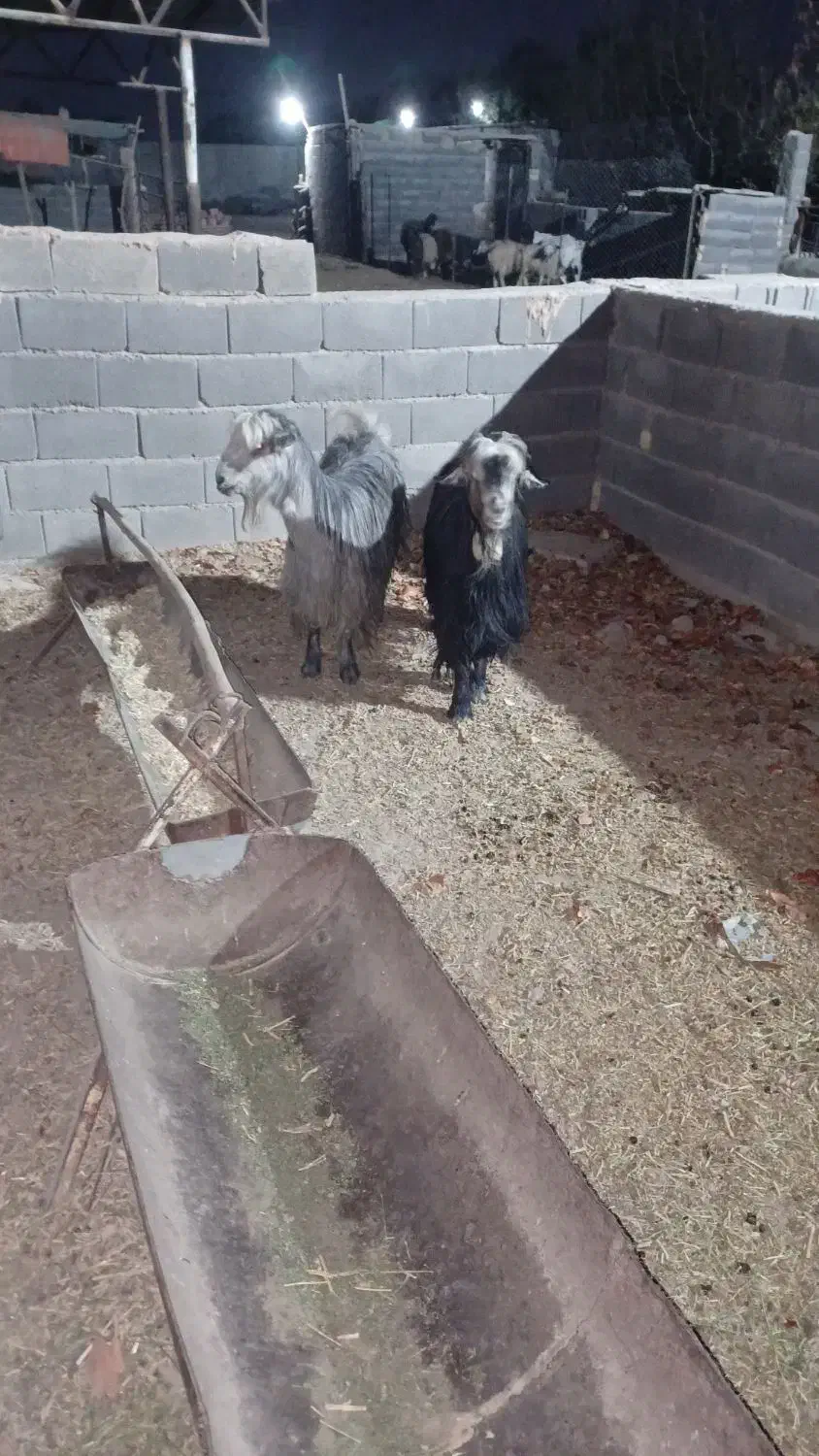 بز شهرکردی|حیوانات مزرعه|اصفهان, براآن شمالی|دیوار