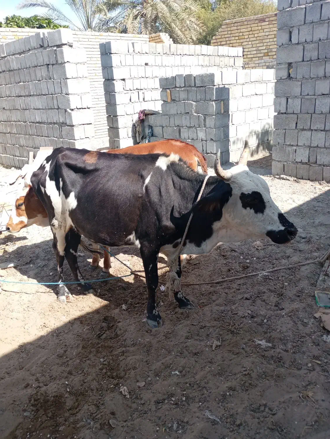 گوساله|حیوانات مزرعه|بمانی, |دیوار
