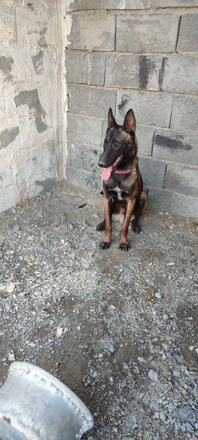 سگ مالینیوز رودان|سگ|رودان, |دیوار