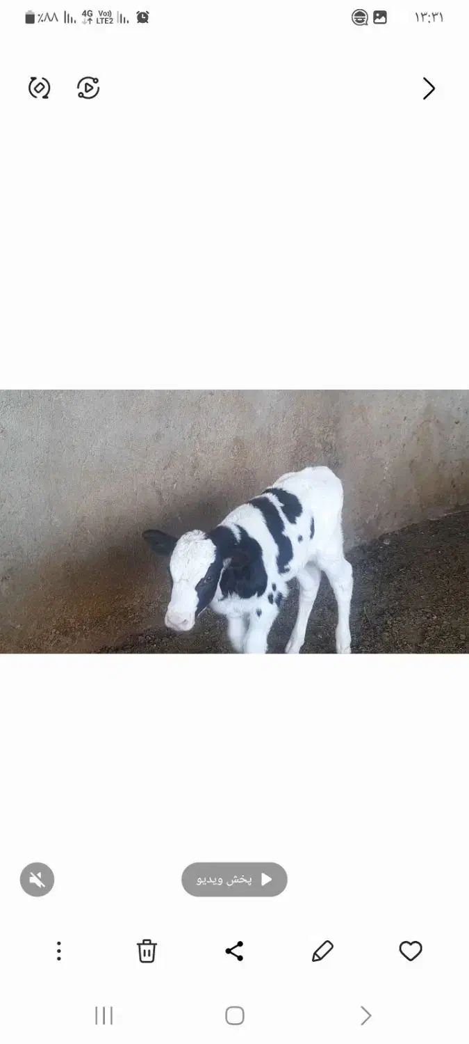 تخت شگم اول ۲۰شیر ۱۰روز زایمان کرد|حیوانات مزرعه|جوین, |دیوار