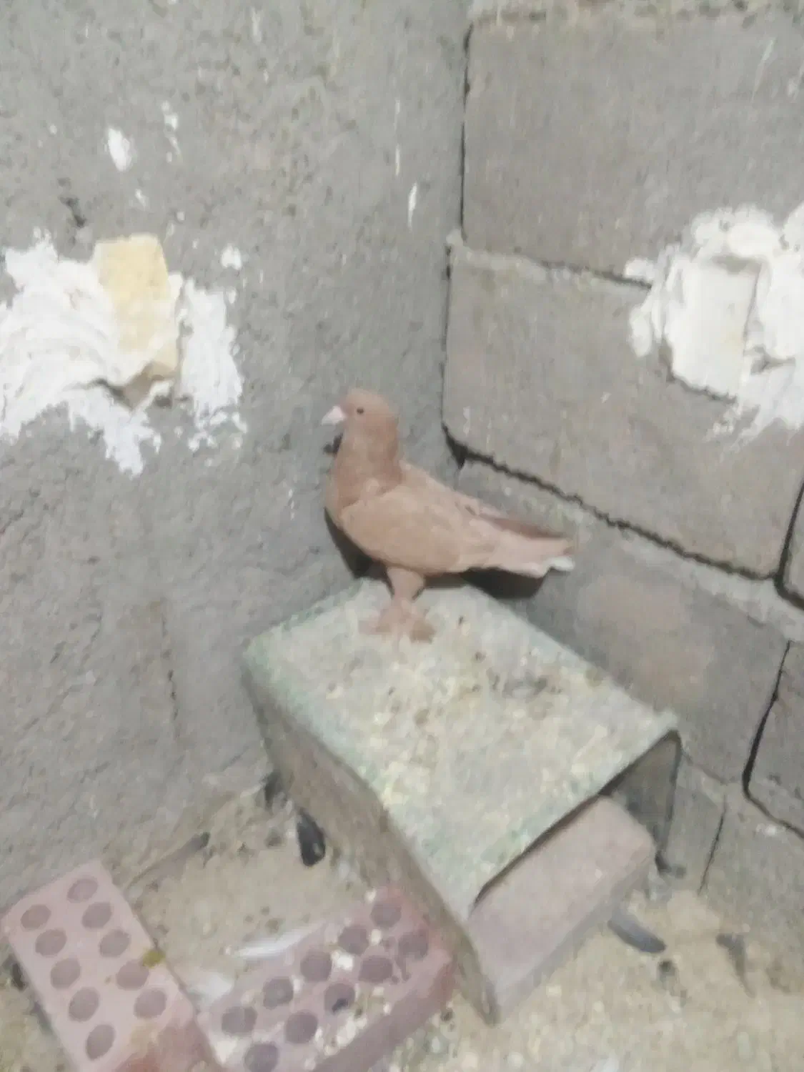 زرد کرمانی|پرنده|یزدان شهر, |دیوار