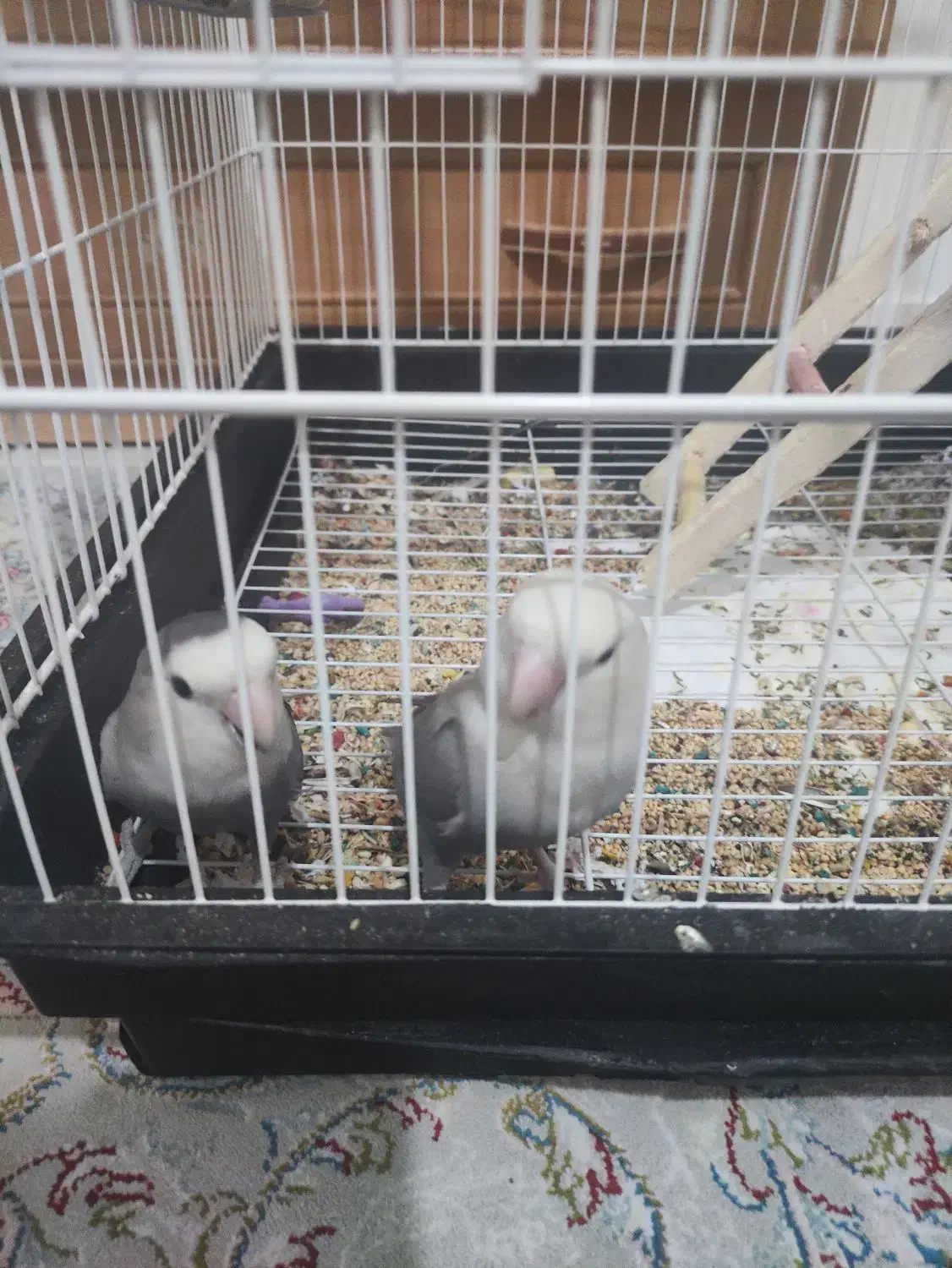 طوطی برزیلی|پرنده|نظرآباد, شهرک آزادگان|دیوار