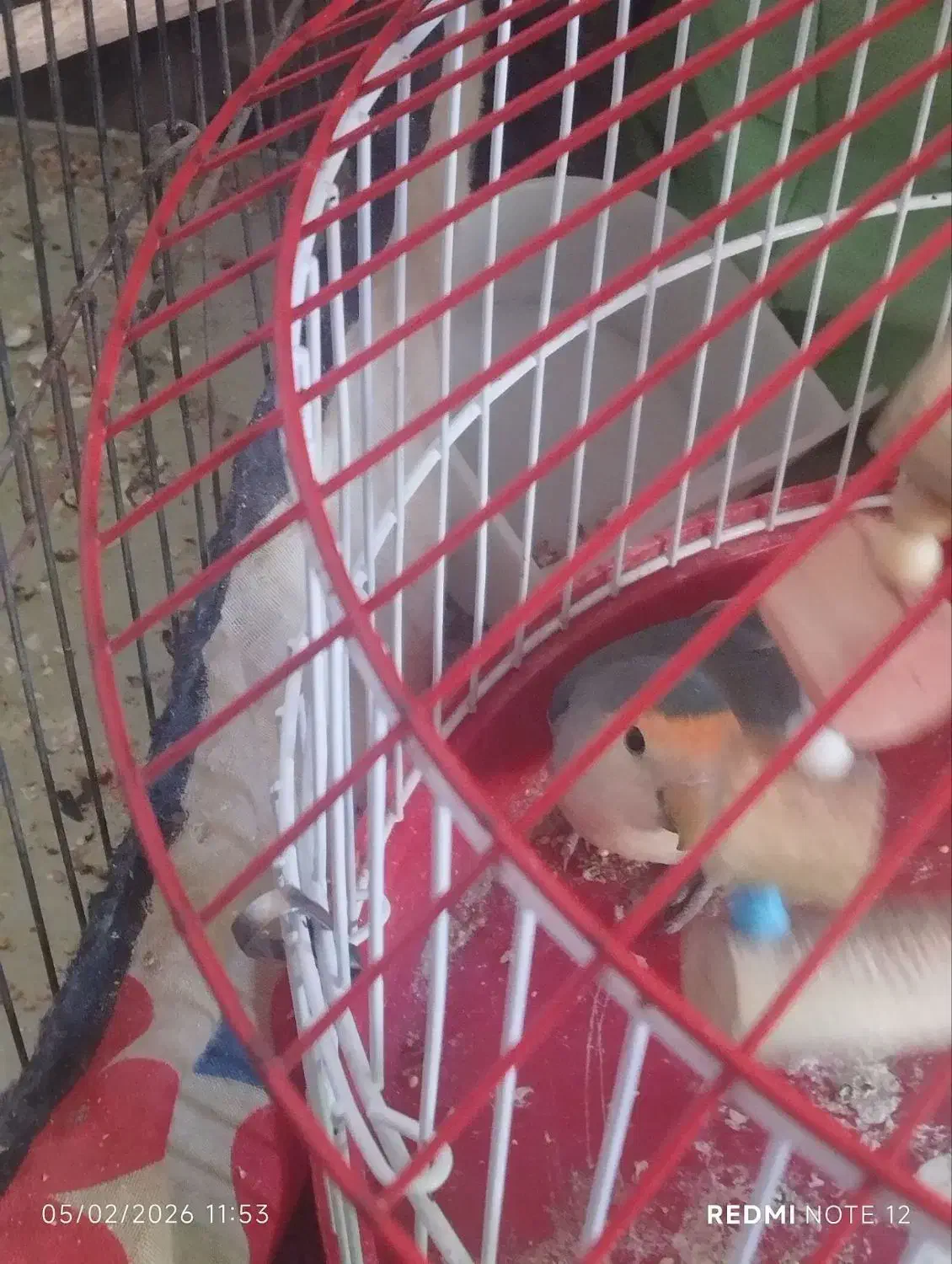 طوطی|پرنده|رباط‌کریم, نصیرشهر|دیوار