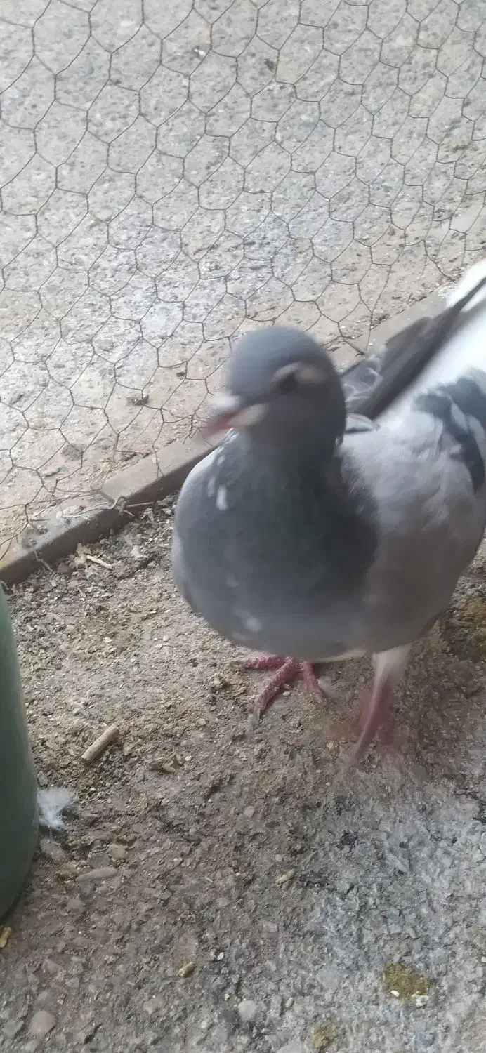 خرقه|پرنده|اصفهان, جویباره|دیوار