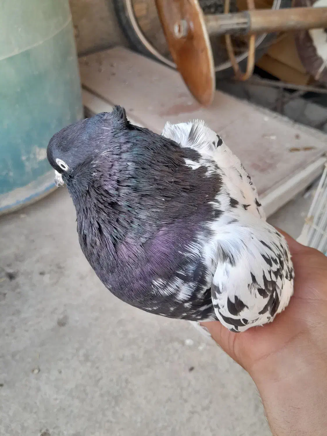 چهار تا پرنده|پرنده|رامهرمز, |دیوار