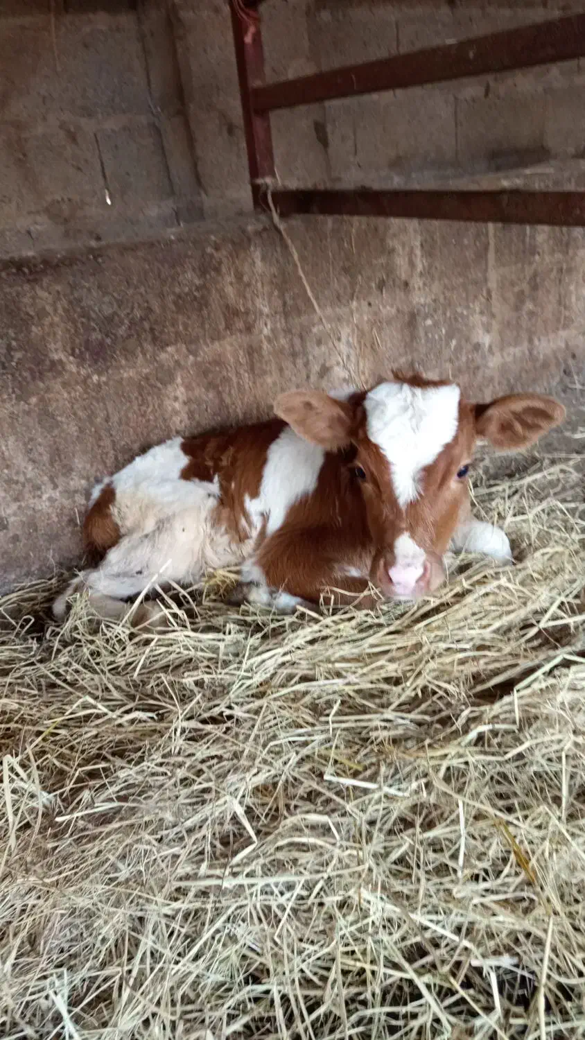 نگر داشت گاو واسب با شرایط آلی هست کیاشهر|خدمات پیشه و مهارت|کیاشهر, |دیوار