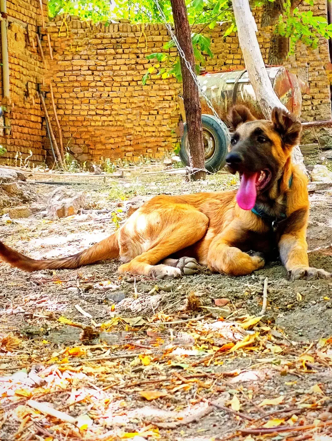 سگ  گمشده|حیوانات|همدان, |دیوار